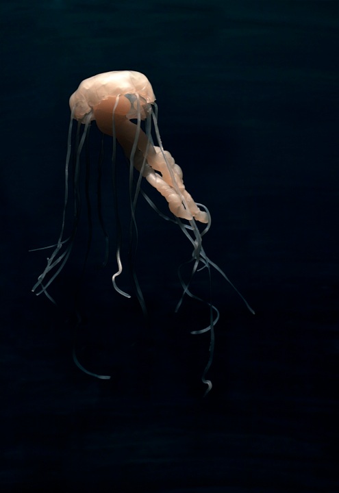 Jellyfish-Jennifer Nichole Wells