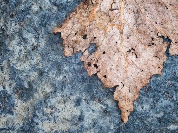 A decaying leaf marks the passage of the seasons on Pender Island, British Columbia, Canada. Photo by Salal Studio.