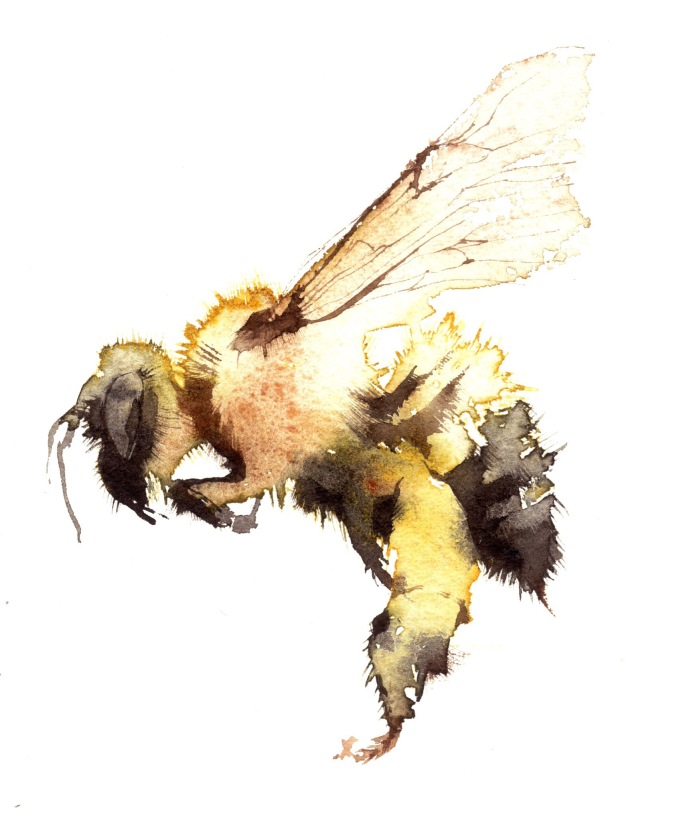 Bee(watercolor) by Kate Osborne. 