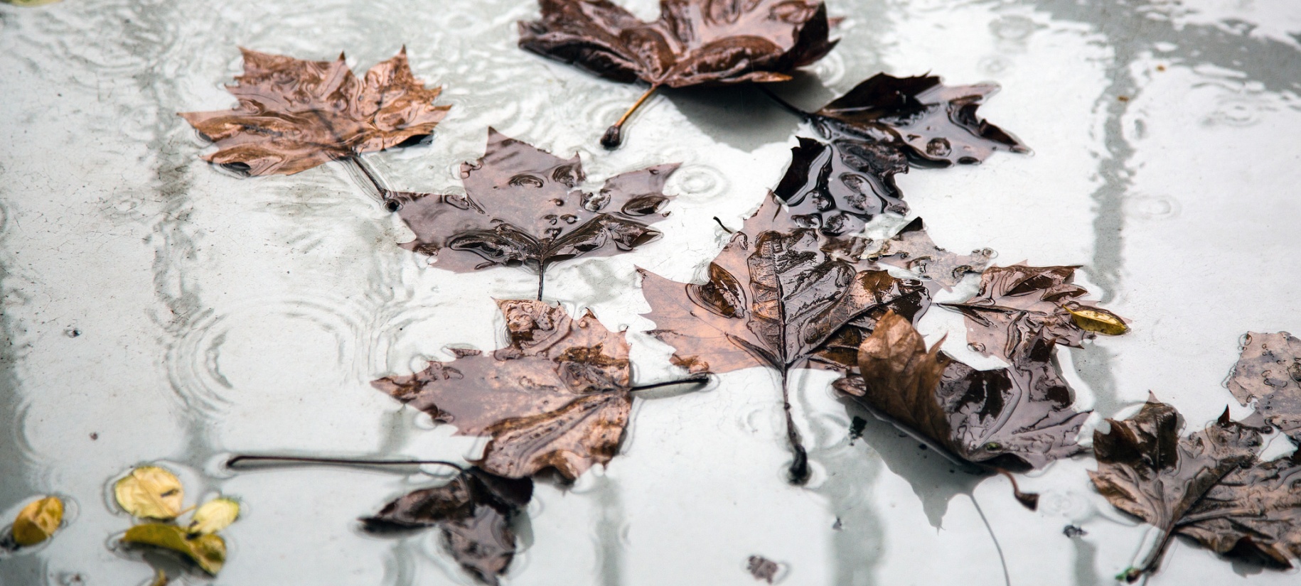 fallen leaves in a puddle of water