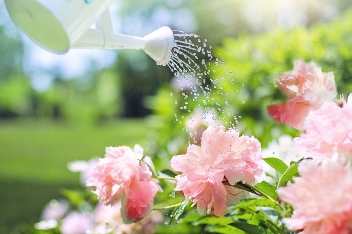 watering can and peonies